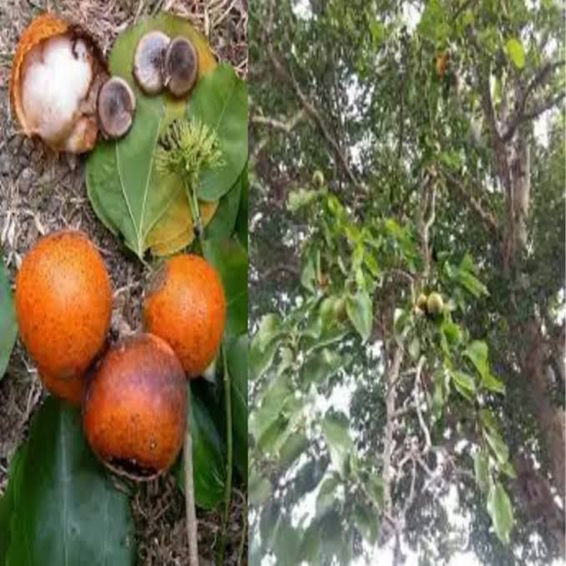 কুছিলা আস্ত